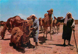 Animaux - Camélidés - Tunisie - Sud Tunisien - Chameliers - Chameaux - Camels - CPM - Voir Scans Recto-Verso - Autres & Non Classés