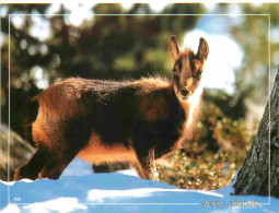 Animaux - Chamois - Jeune Chamois - CPM - Voir Scans Recto-Verso - Autres & Non Classés