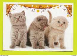 Trois Beaux Petits CHATS Cats VOIR DOS Carte Postale De Collection Fipac Geroen - Chats