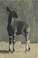 Animaux - Okapi - Parc Zoologique Du Bois De Vincennes De Paris - Zoo - CPM Format CPA - Etat Trou De Punaise Visible -  - Autres & Non Classés