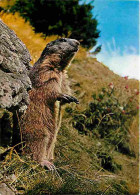 Animaux - Marmottes - CPM - Voir Scans Recto-Verso - Autres & Non Classés