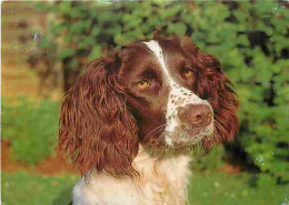 Animaux - Chiens - Epagneul Français - CPM - Voir Scans Recto-Verso - Chiens