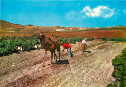 Animaux - Camélidés - Islas Canarias - Arando Con Camello - Labourer Avec Chameau - Paysans - CPM - Voir Scans Recto-Ver - Autres & Non Classés