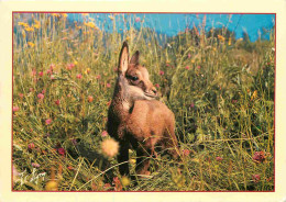 Animaux - Chamois - Jeune Chamois - CPM - Voir Scans Recto-Verso - Autres & Non Classés