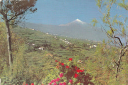 Post Card Spain 1963 - Tenerife Typical Landscape Mountain With Snow Valman - Altri & Non Classificati