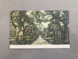 The Oaks At Otranto Near Charleston South Carolina Carte Postale Postcard - Charleston