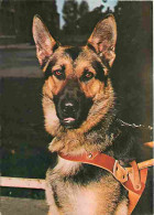 Animaux - Chiens - Berger Allemand - CPM - Voir Scans Recto-Verso - Chiens