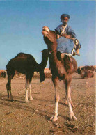 Animaux - Camélidés - Maroc - Souk Des Chameaux - Folklore - Scène Et Type - CPM - Voir Scans Recto-Verso - Autres & Non Classés