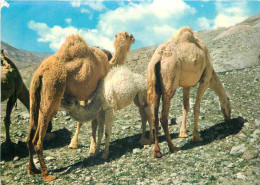 Animaux - Camélidés - Egypte - Chameaux - Camels - CPM - Voir Scans Recto-Verso - Autres & Non Classés