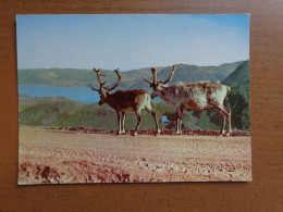 Norway, Reindeer On The North Cape Road --> Onbeschreven - Sonstige & Ohne Zuordnung