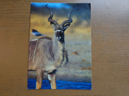 The Handsome Male Kudu --> Beschreven - Sonstige & Ohne Zuordnung