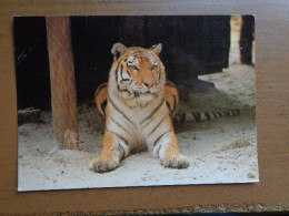 Zoo, Dierenpark, Tierpark / Noorder Dierenpark Emmen, Siberische Tijger --> Beschreven - Tigers