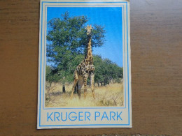 Zoo, Dierenpark, Tierpark / Giraf / Kruger Park -> Beschreven - Giraffen