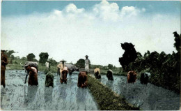 Rice Planting Philippines - Filippijnen