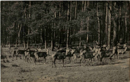 Moritzburg - Wildfütterung - Moritzburg