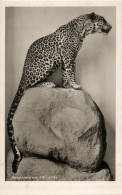 Bergleopard Aus SW-Afrika - Tigers