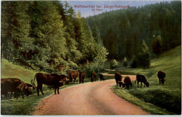 Wolfsbachtal Bei Zorge-Hohegeiss - Goettingen