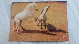 CPSM CHEVAL CHEVAUX EN CAMARGUE COMBAT ED YVON - Pferde