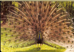 SPAIN POCKET CALENDAR - YEAR 2006 - PEACOCK - Kleinformat : 2001-...