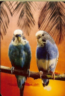 SPAIN POCKET CALENDAR - YEAR 2007 - PARAKEETS - Kleinformat : 2001-...