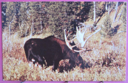 USA - Yellowstone National Park - Bull Moose - Yellowstone