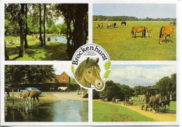 CPSM. ANGLETERRE (HAMPSHIRE). BROCKENHURST. NEW FORREST PONIES. 4 VUES. PONEYS. - Autres & Non Classés