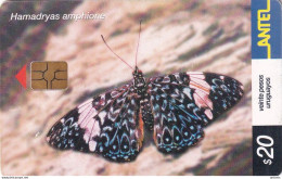 URUGUAY - Butterfly, Hamadryas Amphione(247a), 09/02, Used - Schmetterlinge