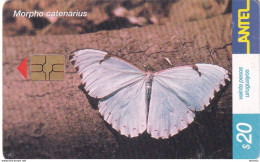 URUGUAY - Butterfly, Morpho Catenarius(246a), Chip GEM3.3, 08/02, Used - Schmetterlinge