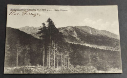 Cartolina Boscolungo (Abetone) - Nella Foresta                                                                           - Pistoia