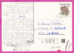 294740 / Czechoslovakia Foto P. Brunclik - New Year Doll Family Dog Tree PC 1990 USED 50h Poisonous Fungi  Nolanea Verna - Covers & Documents