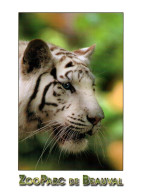 CPM - ZOO PARC De BEAUVAL - TIGRE Blanc - Edition Du Parc - Tigers