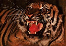 CPM - PARC ZOOLOGIQUE PARIS - TIGRE - Edition Du Zoo - Tigers