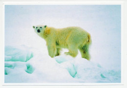 Postal Stationery China 2006 Polar Bear - Arctic Expeditions