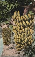 Hawai - Nunch Of Bananas - Autres & Non Classés