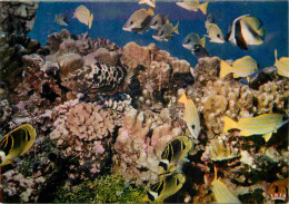 Animaux - Poissons - Poissons Des Tropiques - Jardin De Corail - Coral Garden - CPM - Voir Scans Recto-Verso - Poissons Et Crustacés