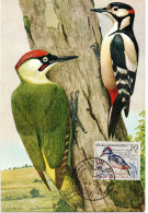 OISEAU / PIC EPEICHE = TCHECOSLOVAQUIE 1960  N° 1046  = CARTE MAXIMUM - Piciformes (pájaros Carpinteros)