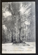 CPA 77 Arbre - Forêt De FONTAINEBLEAU Le Pharamond - Tree - Arbres