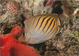 Animaux - Poissons - Chaetodon Pelewensis - CPM - Voir Scans Recto-Verso - Poissons Et Crustacés