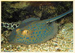 Animaux - Poissons - Aquarium De La Rochelle - 11 - Raie Pastenague Tropicale - CPM - Voir Scans Recto-Verso - Poissons Et Crustacés