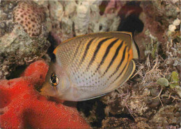 Animaux - Poissons - Chaetodon Pelewensis - CPM - Voir Scans Recto-Verso - Poissons Et Crustacés