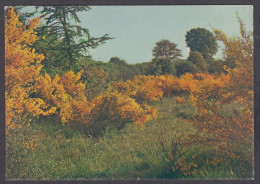 121225/ Arbustes, Genêts En Fleur - Arbres