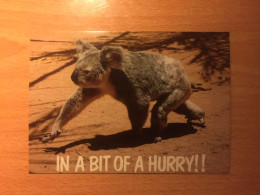 Australia - Koala - In A Bit Of A Hurry!!!! - Other & Unclassified