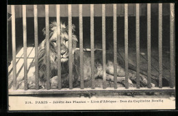 AK Paris, Jardin Des Plantes, Lion D`Afrique  - Tigers