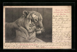 AK Berlin, Bengalischer Königs-Tiger Im Zoo  - Tigers