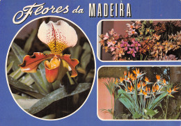 Espagne MADEIRA - Madeira