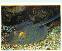 Animaux - Poissons - Aquarium De La Rochelle - 11 - Raie Pastenague Tropicale - CPM - Voir Scans Recto-Verso - Poissons Et Crustacés