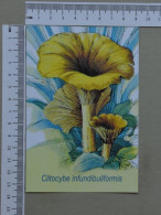 POSTCARD  - COGUMELO  - CHAMPIGNON - 2 SCANS  - (Nº59475) - Hongos