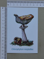 POSTCARD  - COGUMELO  - CHAMPIGNON - 2 SCANS  - (Nº59478) - Hongos