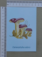 POSTCARD  - COGUMELO  - CHAMPIGNON - 2 SCANS  - (Nº59480) - Hongos