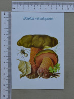 POSTCARD  - COGUMELO  - CHAMPIGNON - 2 SCANS  - (Nº59481) - Hongos